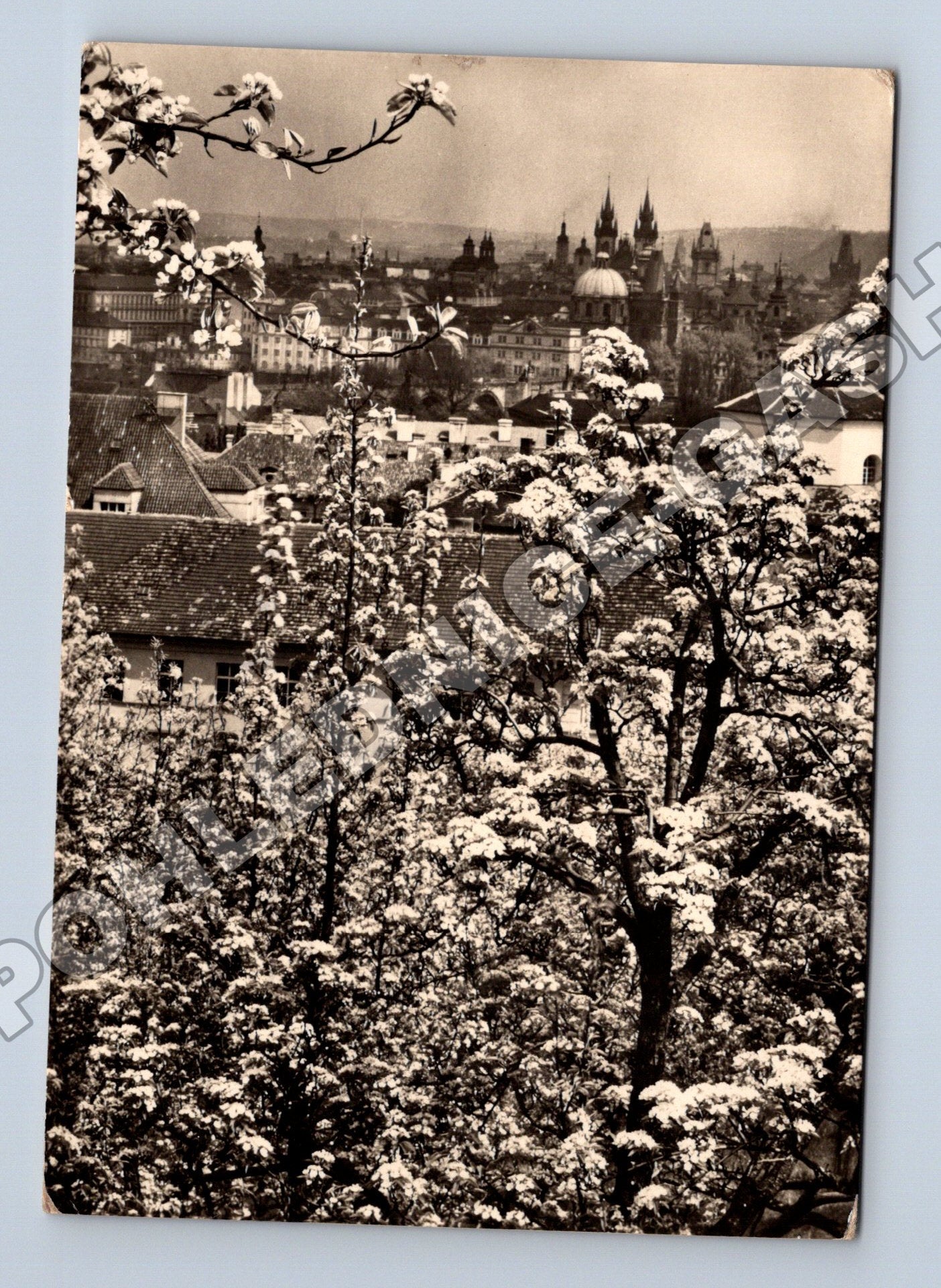 Pohlednice Praha Seminářská zahrada jaro 1964 (M34179)