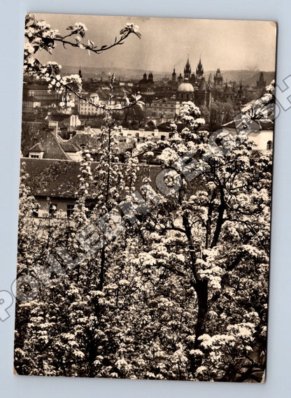 Pohlednice Praha Seminářská zahrada jaro 1964 (M34179)