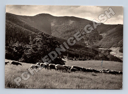 Pohlednice Lysá Hora pastva ovcí 1963 (M34269)