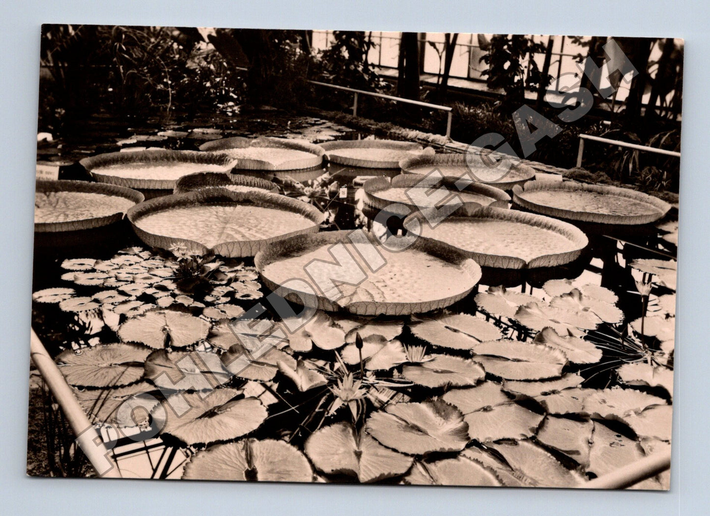 Pohlednice Liberec botanická zahrada Viktorie královská (M34339)
