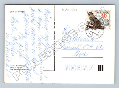 Pohlednice levhart sněžný 196x (M34430)
