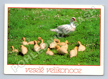 Pohlednice k Velikonocům kachna s kachňaty (M34432)