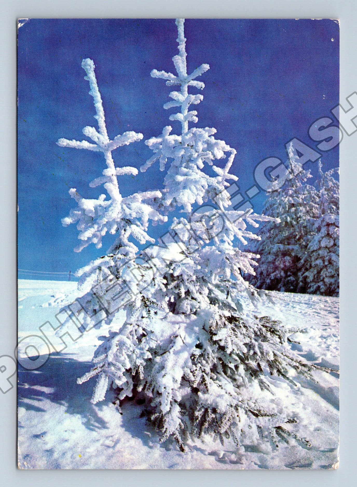 Pohlednice Československo zimní motiv zasněžené stromy 1976 (M34566)