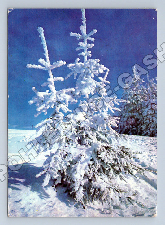 Pohlednice Československo zimní motiv zasněžené stromy 1976 (M34566)
