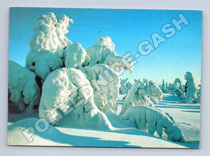 Pohlednice zimní krajina zasněžené stromy (M34581)