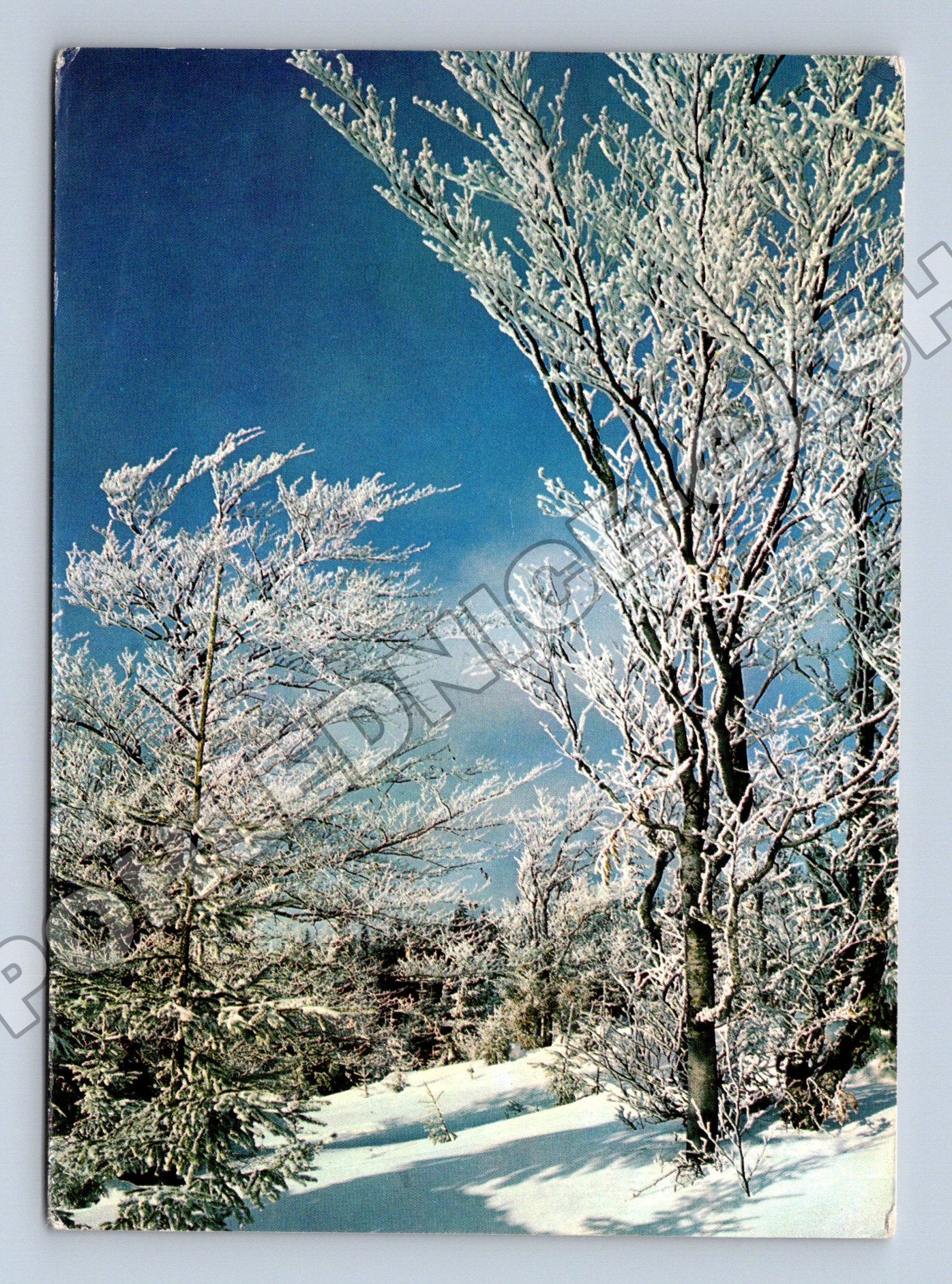 Pohlednice zimní námraza stromy 1972 (M34582)