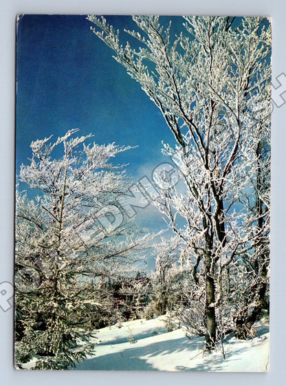 Pohlednice zimní námraza stromy 1972 (M34582)