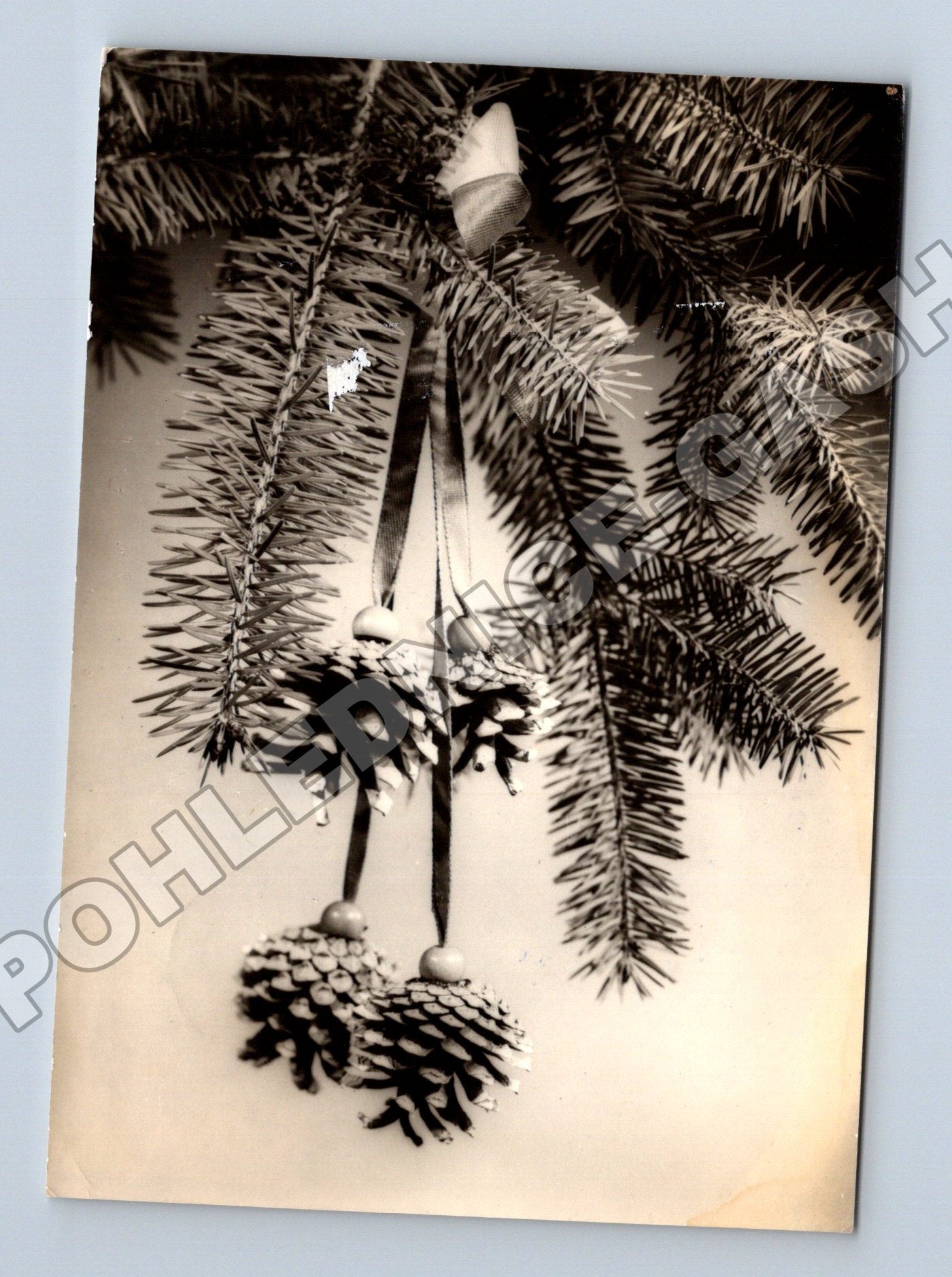 Pohlednice Vánoční motiv borové větve šišky 1941 (M34625)