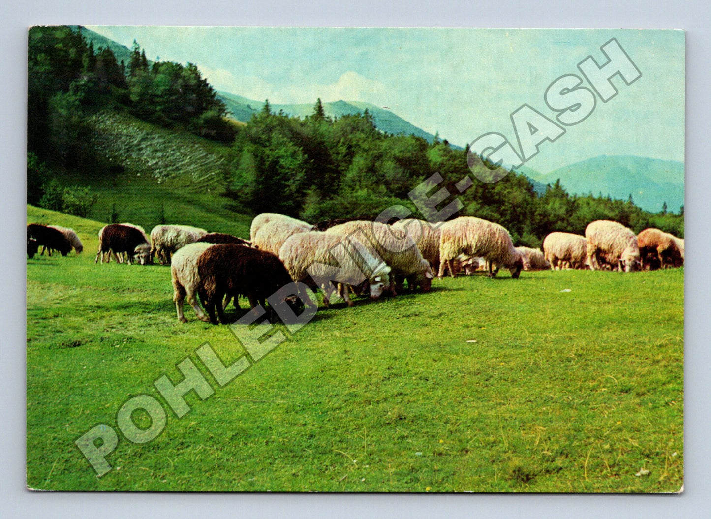 Pohlednice ČSSR ovce v horách Velikonoce 1974 (M34645)