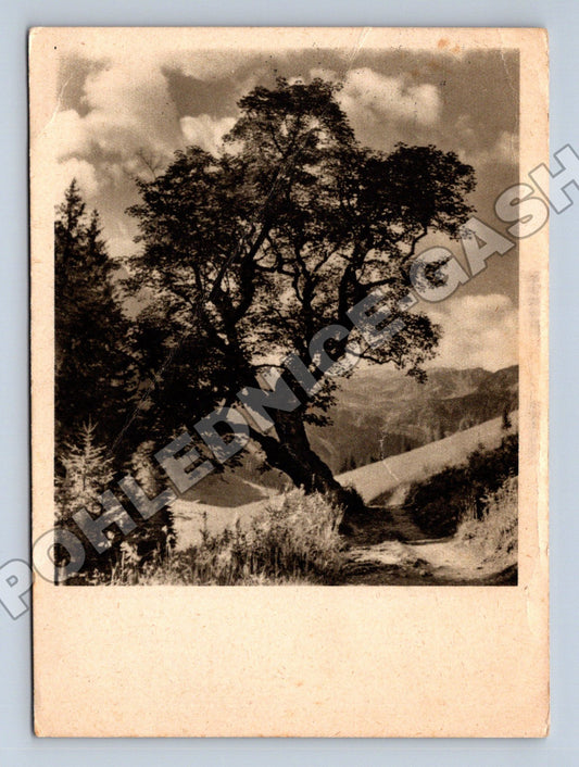 Pohlednice Československo krajina strom 1952 (M35122)