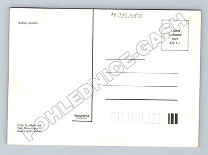Pohlednice Kočka perská (M35380)