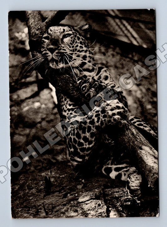 Pohlednice Plzeň Zoologická zahrada levhart (M35381)