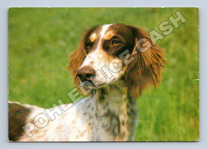 Pohlednice Saluki pes 1986 (M35383)