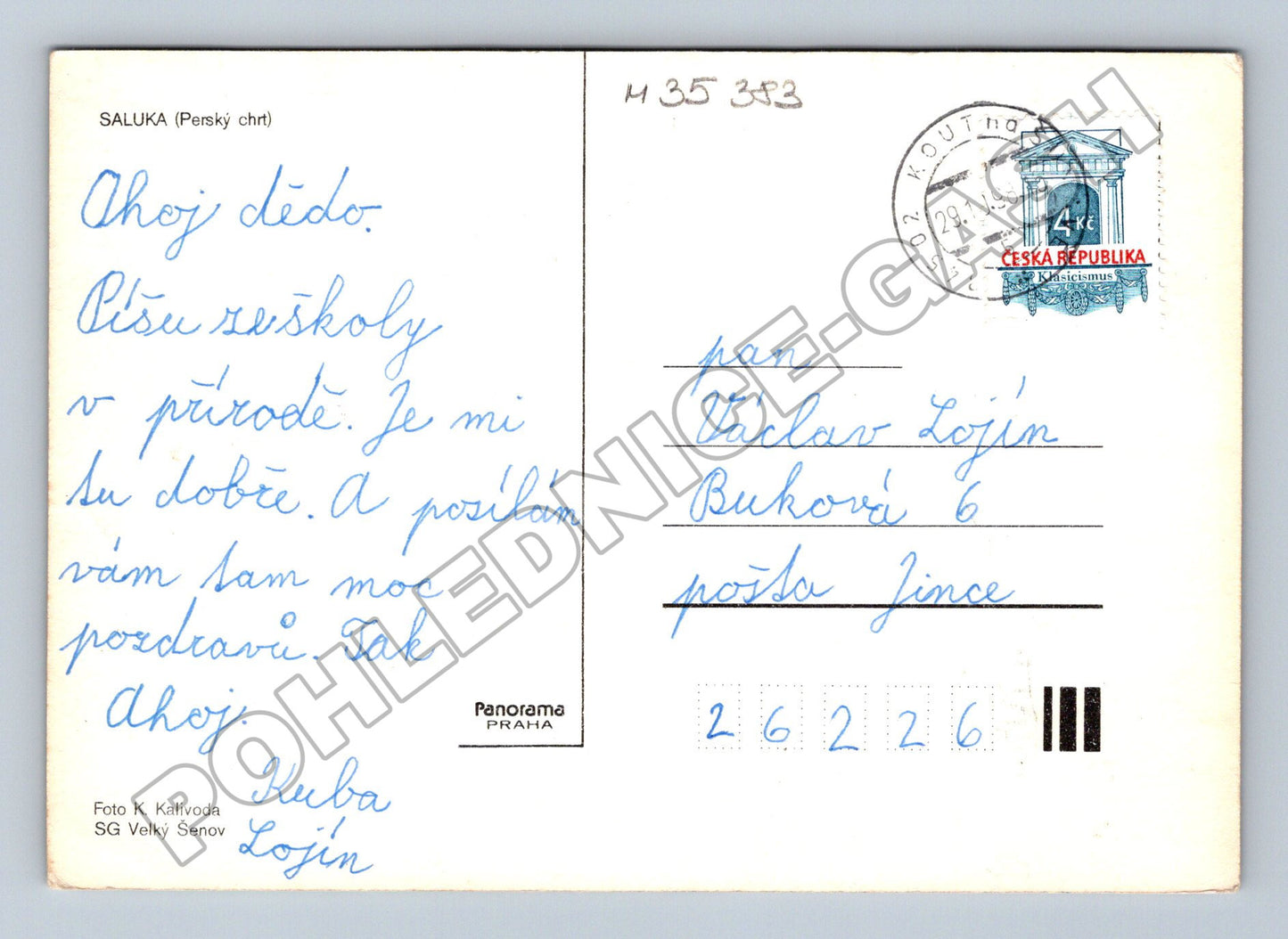Pohlednice Saluki pes 1986 (M35383)