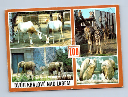 Pohlednice Dvůr Králové nad Labem zoo zvířata 1974 (M35385)