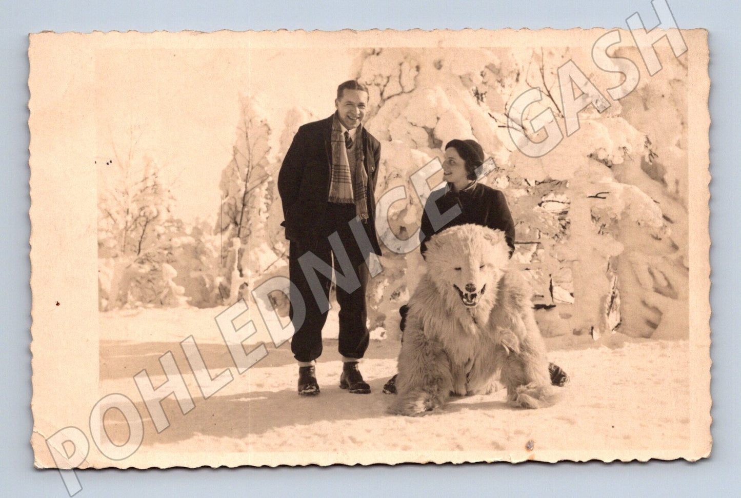 Pohlednice vycpaný lední medvěd zimní motiv (M3574)