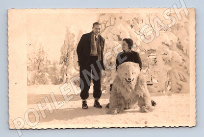 Pohlednice vycpaný lední medvěd zimní motiv (M3574)