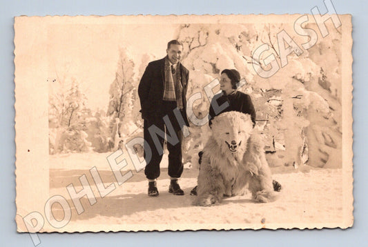 Pohlednice vycpaný lední medvěd zimní motiv (M3574)