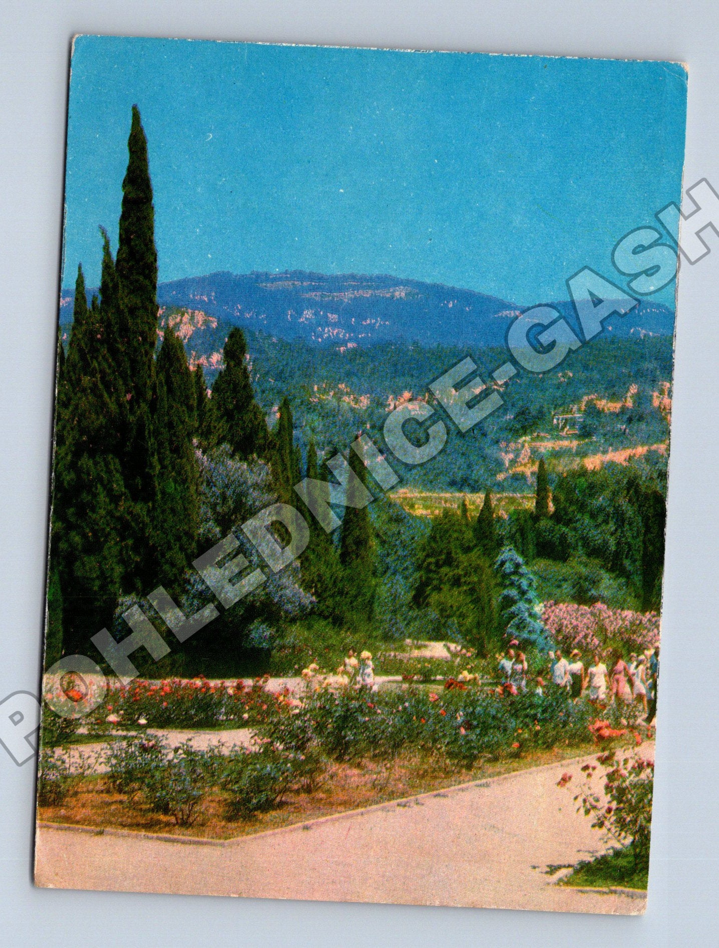 Pohlednice Ukrajina Nikitský botanický sad Růžová alej 1972 (M35860)