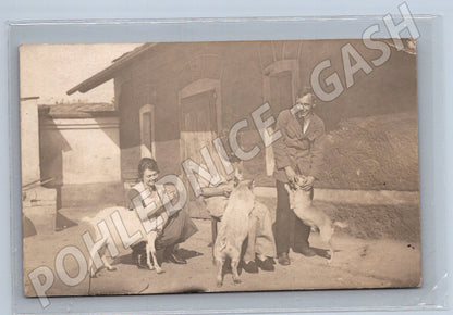 Pohlednice venkovský život kozy prošlá (M3602)