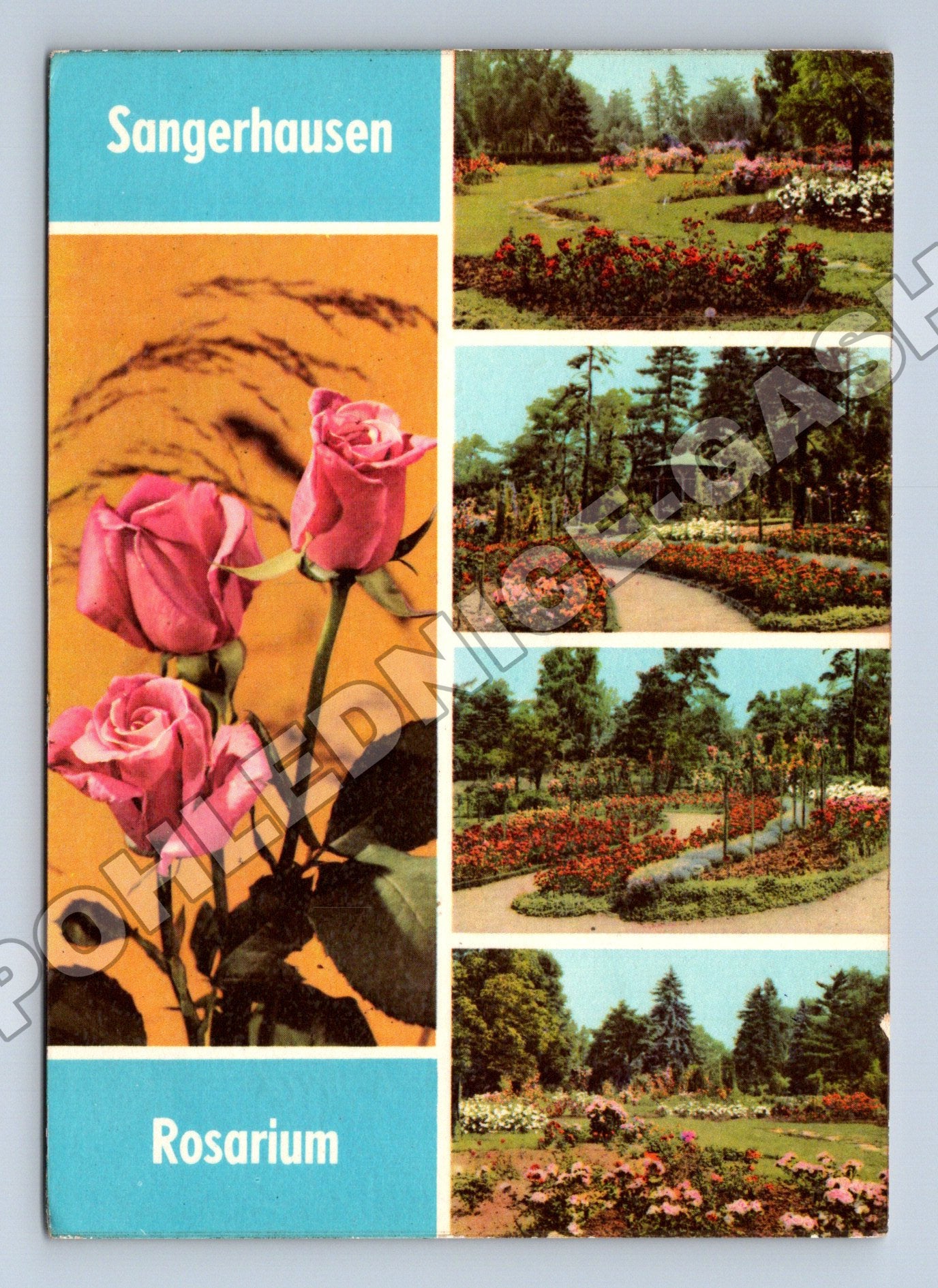 Pohlednice Německo Sangerhausen Rosarium 1969 (M36161)