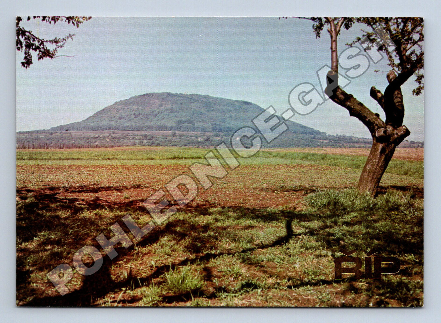 Pohlednice Říp hora pole strom 1986 (M36215)