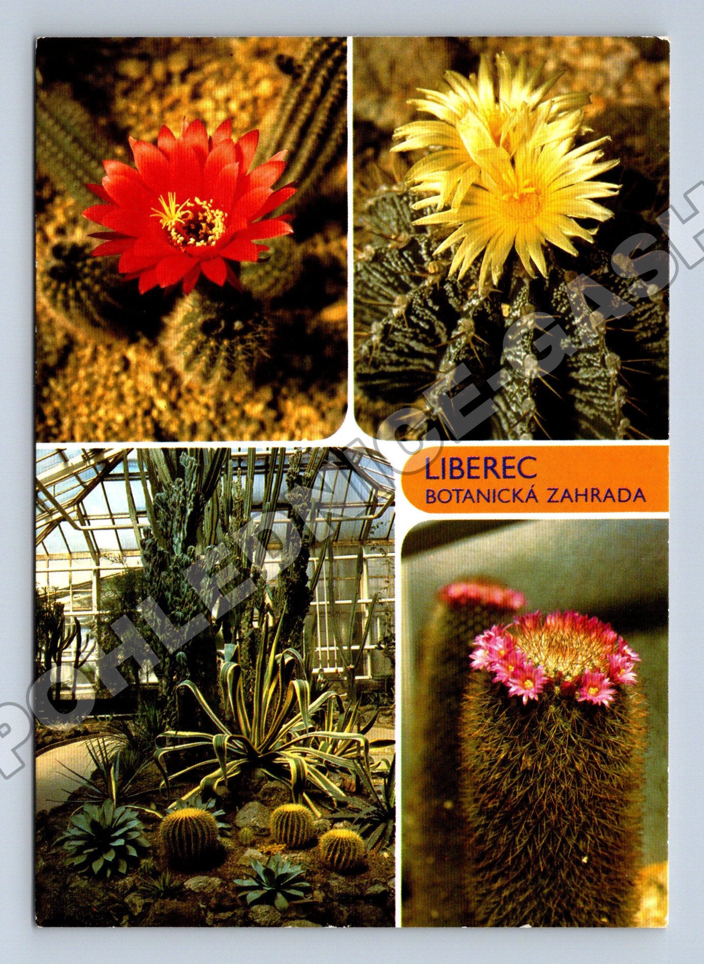 Pohlednice Liberec Botanická zahrada kaktusy (M36234)