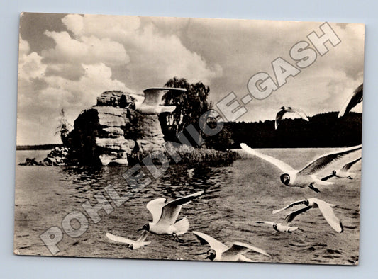 Pohlednice Máchovo jezero Ostrůvek Myšlín rackové 1958 (M37015)