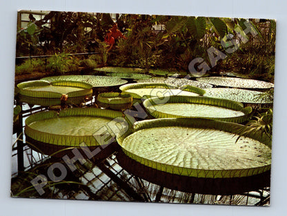 Pohlednice Liberec botanická zahrada Viktorie královská 1969 (M37053)