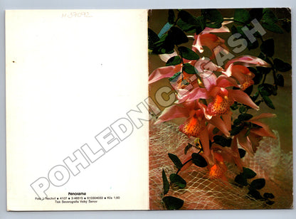 Pohlednice orchideje květiny (M37092)