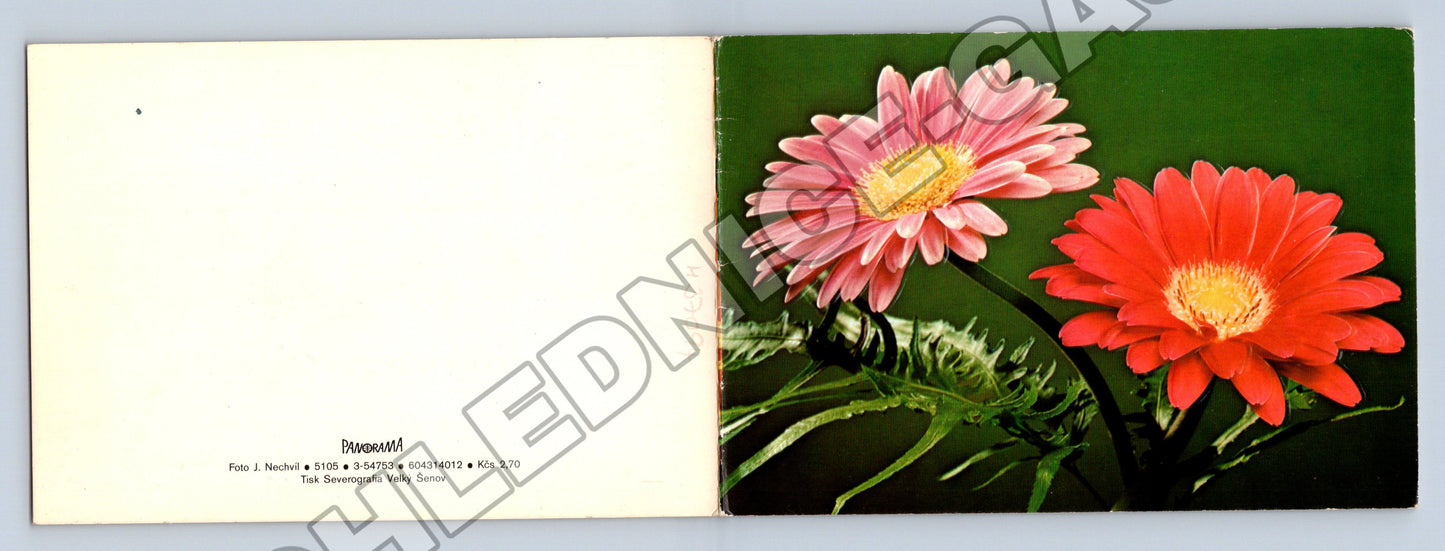 Pohlednice Květiny Gerbera (M37094)
