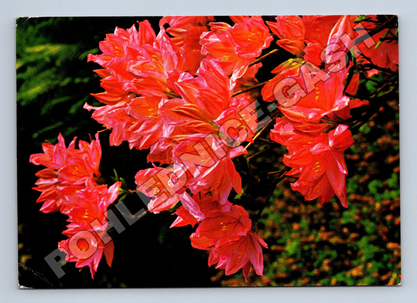 Pohlednice Květy rododendronu 1978 (M37119)