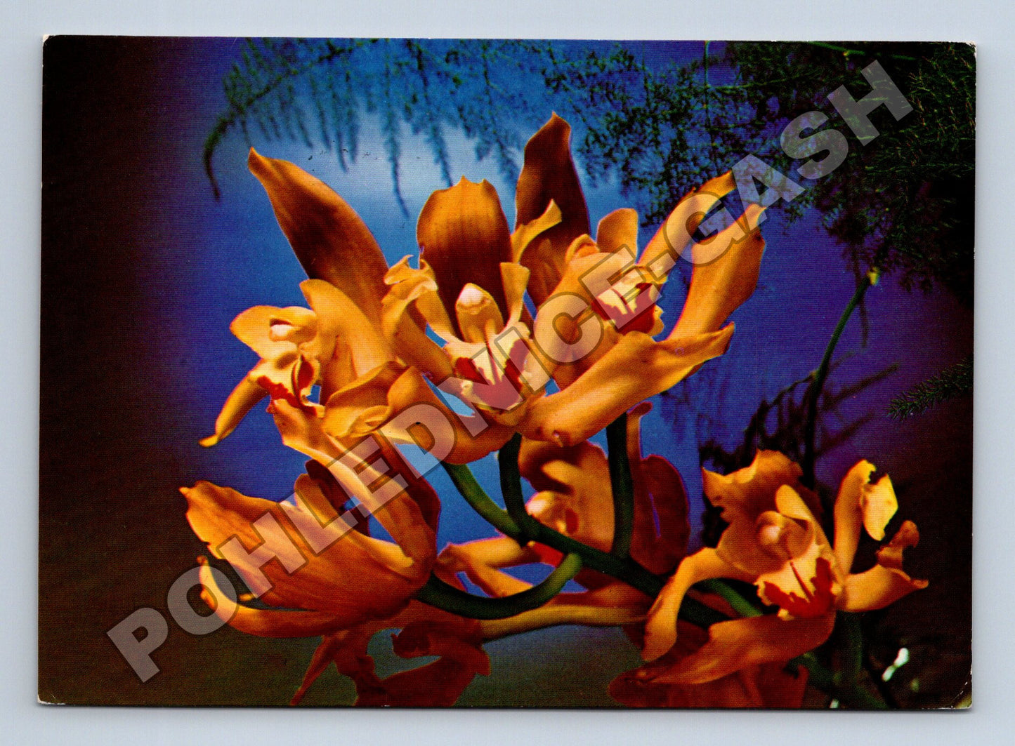 Pohlednice Květy orchidejí MDŽ (M37125)