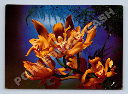 Pohlednice Květy orchidejí MDŽ (M37125)