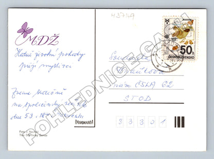 Pohlednice Frézie květiny 1980 (M37149)