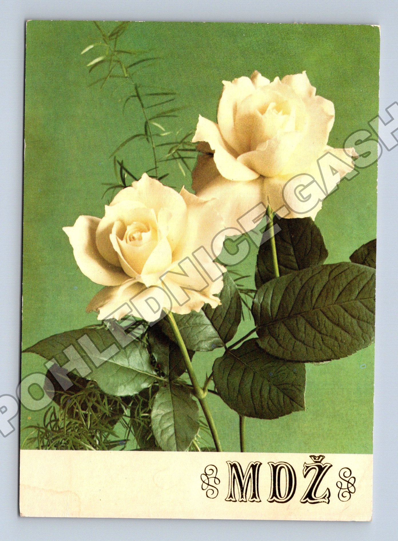 Pohlednice Růže květiny 1976 (M37154)