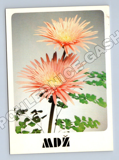 Pohlednice Kvetiny gerbery MDZ 1986 (M37160)