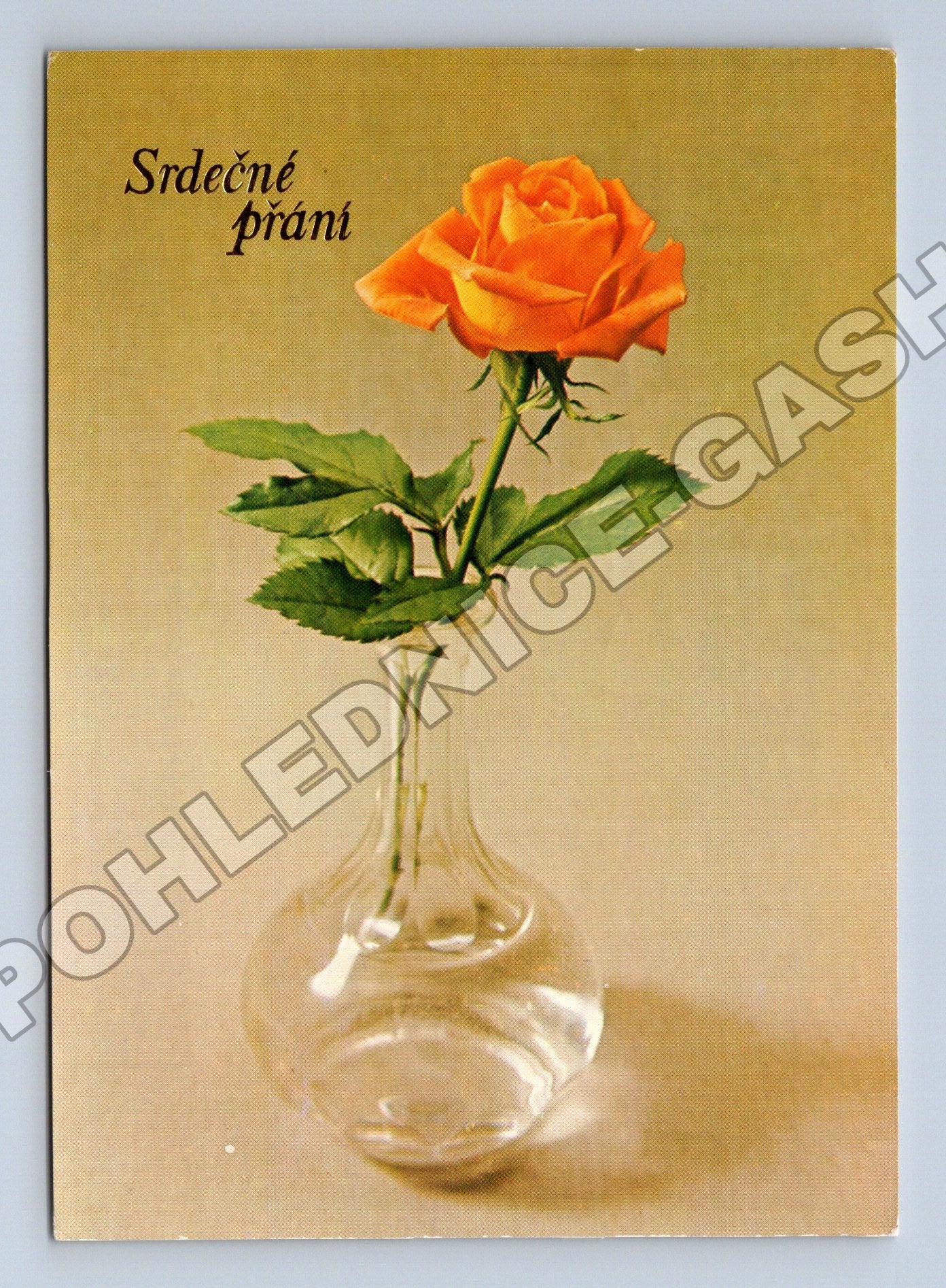 Pohlednice růže Srdečné přání 1988 (M37169)