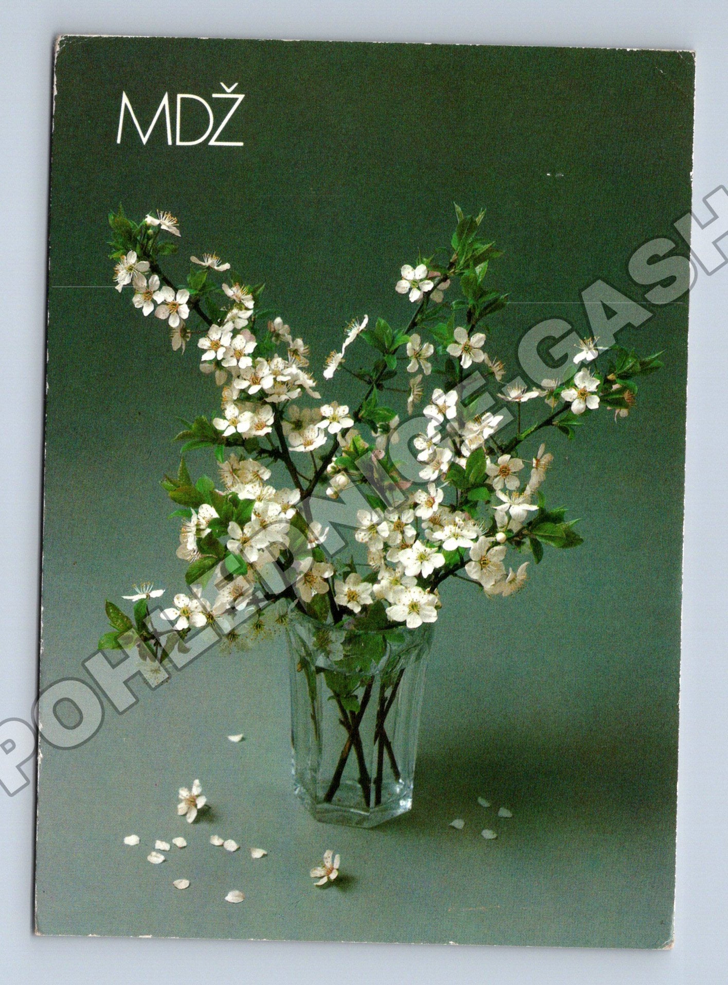 Pohlednice Československo květy ve váze 1985 (M37175)
