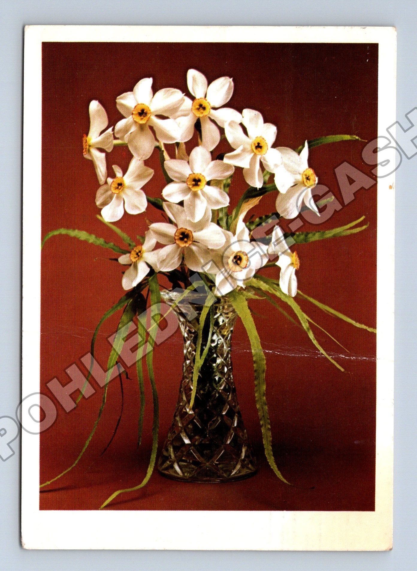 Pohlednice Kytice narcisů 1998 (M37179)