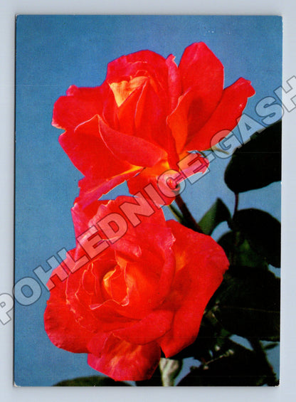 Pohlednice Červené růže 1986 (M37181)