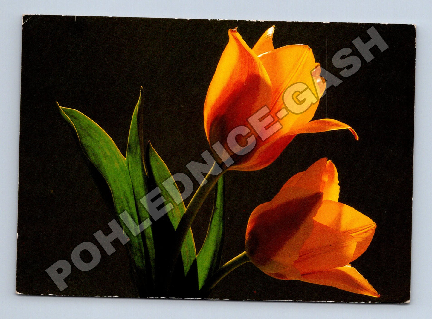 Pohlednice oranžové tulipány (M37196)