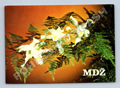 Pohlednice MDŽ květiny 1973 (M37201)