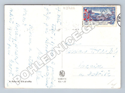 Pohlednice A. Paderlík Bílé pivoňky 1962 (M37214)