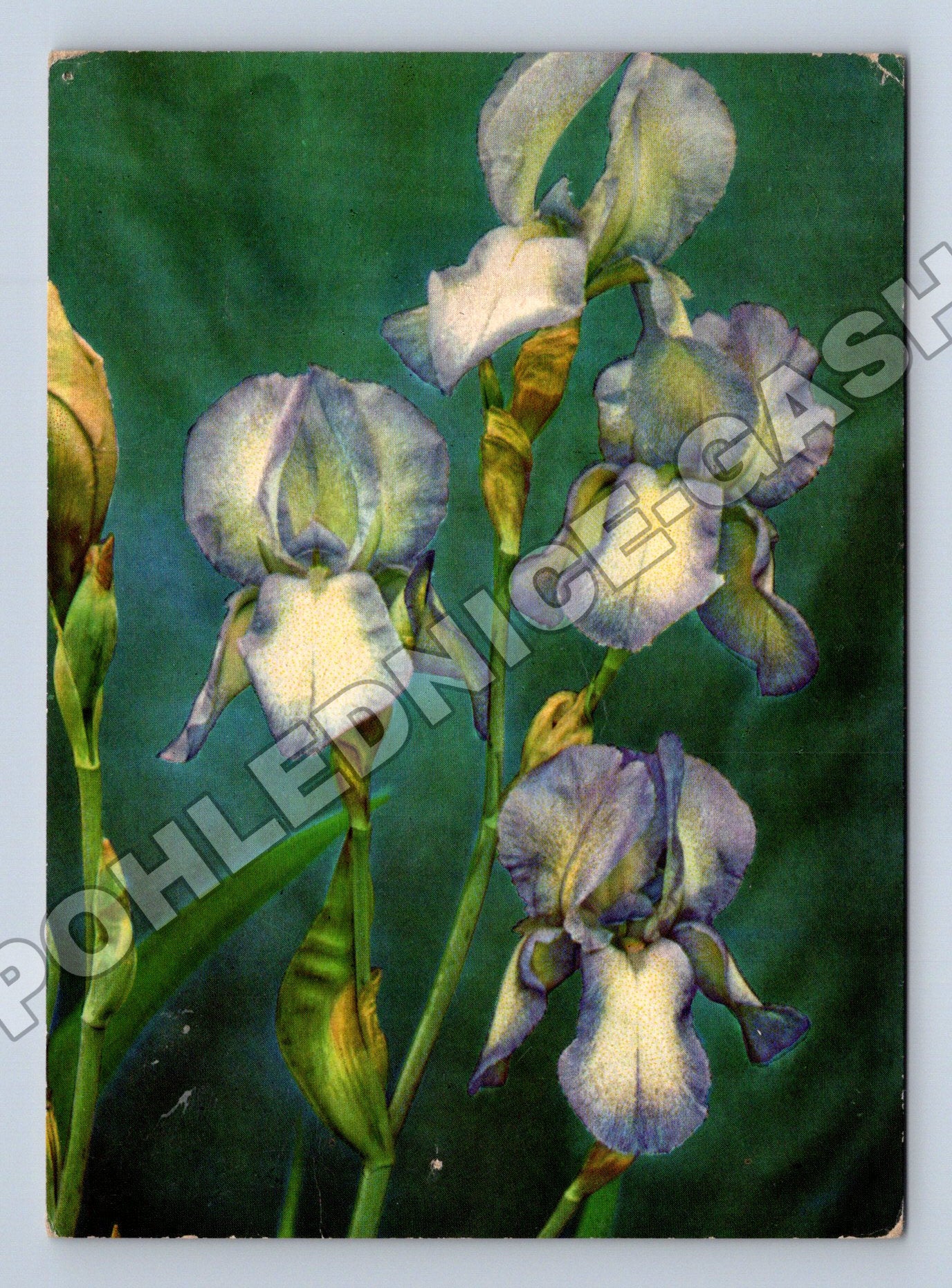 Pohlednice Květiny Kosatce Iris 1968 (M37217)