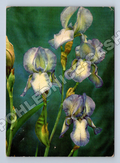 Pohlednice Květiny Kosatce Iris 1968 (M37217)