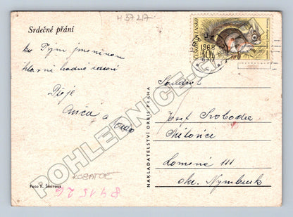 Pohlednice Květiny Kosatce Iris 1968 (M37217)