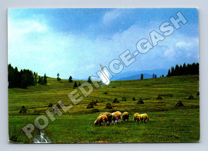 Pohlednice pastva ovcí krajina 1985 (M37288)