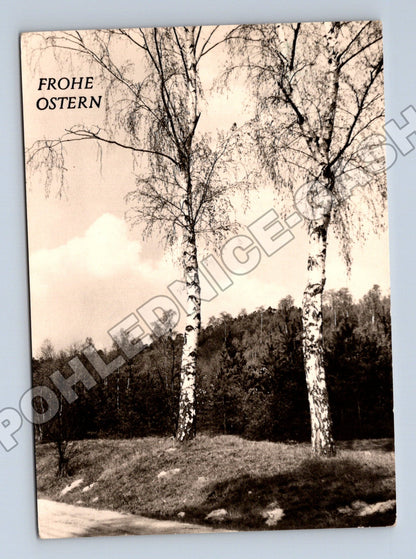 Pohlednice Německo Frohe Ostern břízy 1973 (M37386)
