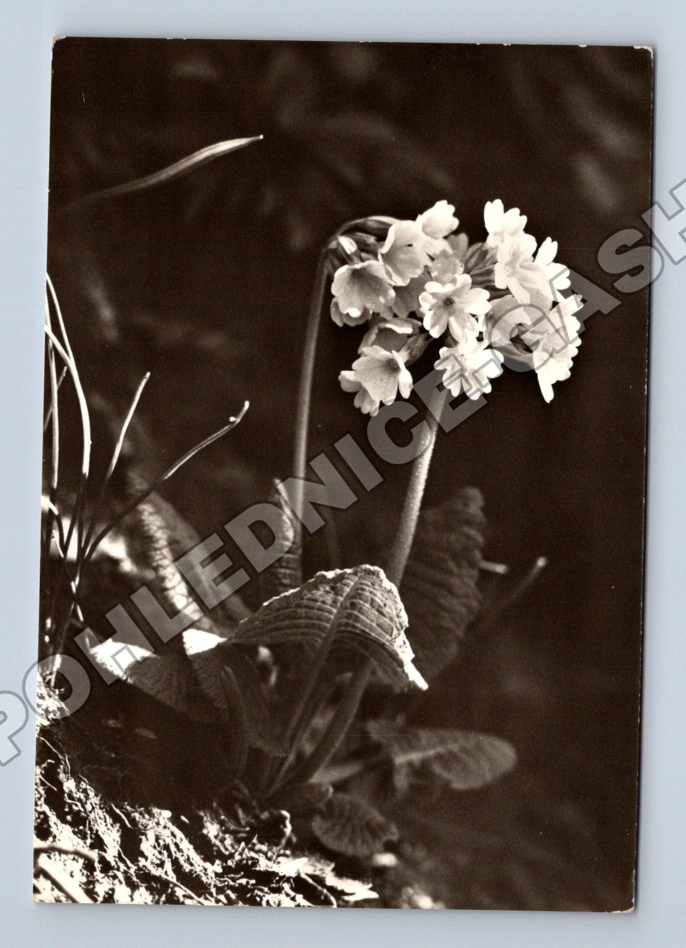 Pohlednice prvosenky Velikonoce (M37389)